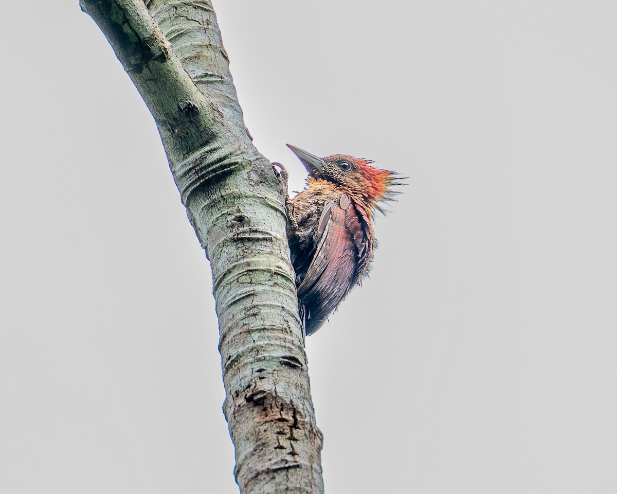 Banded Woodpecker - ML641835728
