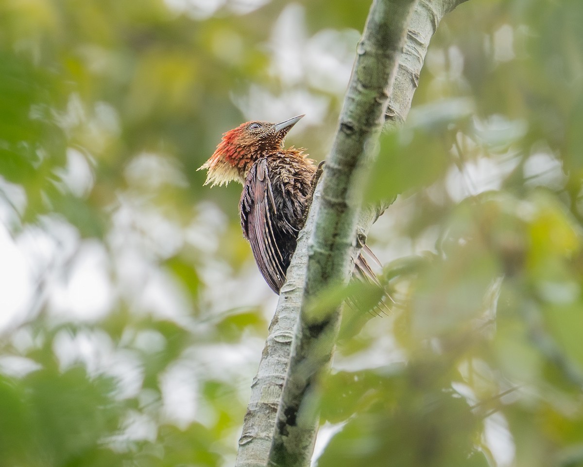 Banded Woodpecker - ML641835729