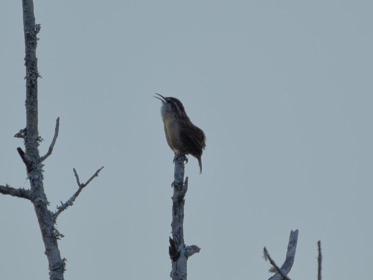 Carolina Wren - ML641835735