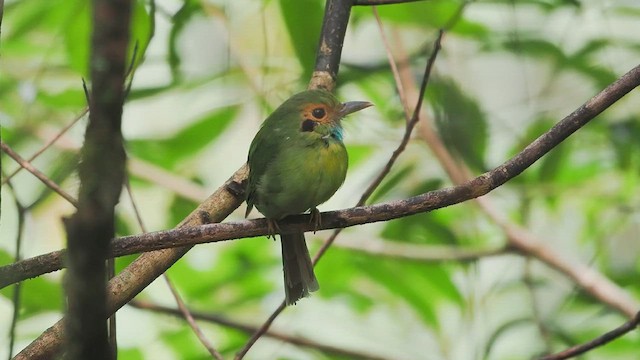 Blue-throated Motmot - ML641835764