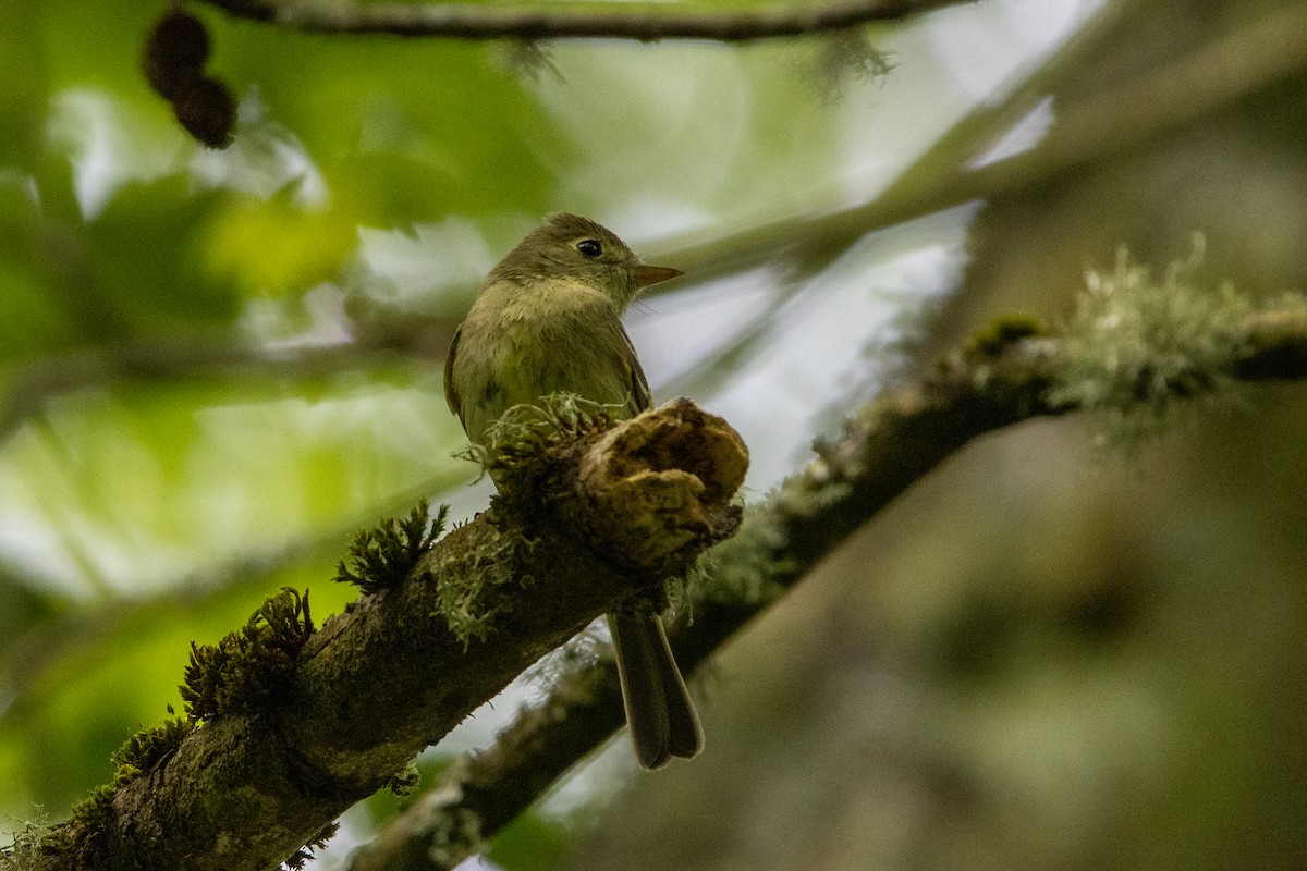 Western Flycatcher (Pacific-slope) - ML641835768