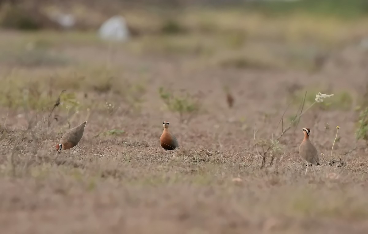 Indian Courser - ML641835769