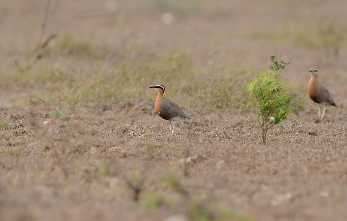 Indian Courser - ML641835770