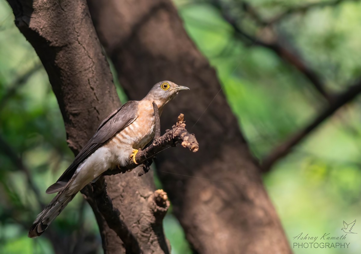 Common Hawk-Cuckoo - ML641835771