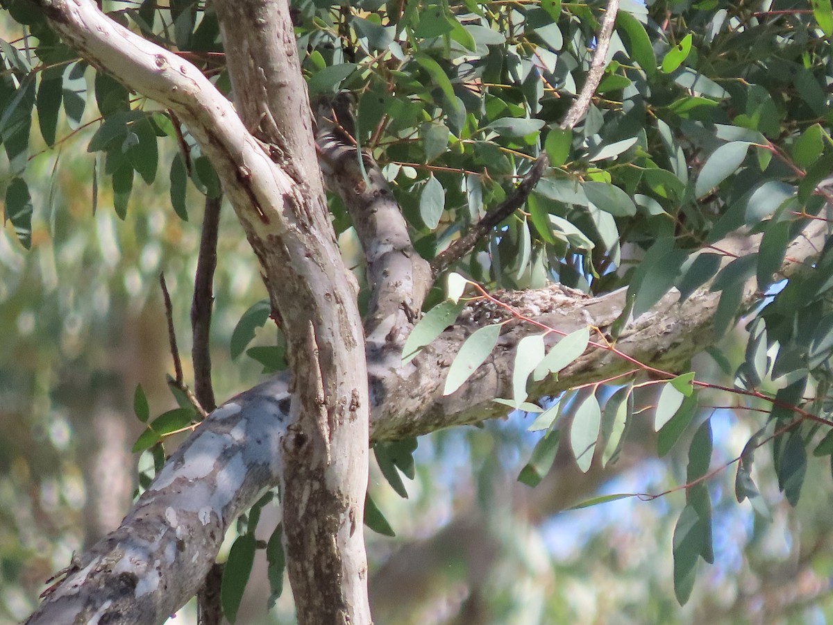 Restless Flycatcher - ML641835790