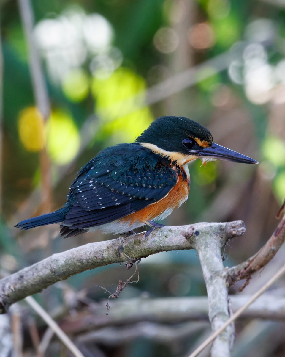 American Pygmy Kingfisher - ML641835792