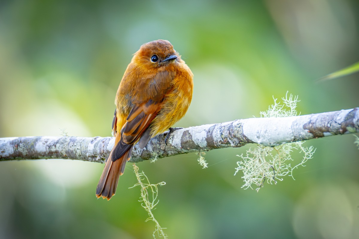 Cinnamon Flycatcher (Santa Marta) - ML641835801