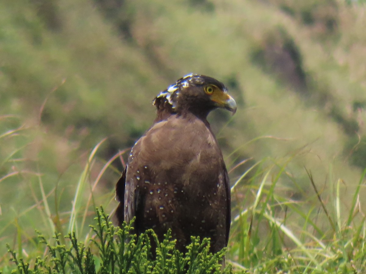 Crested Serpent-Eagle - ML641835819