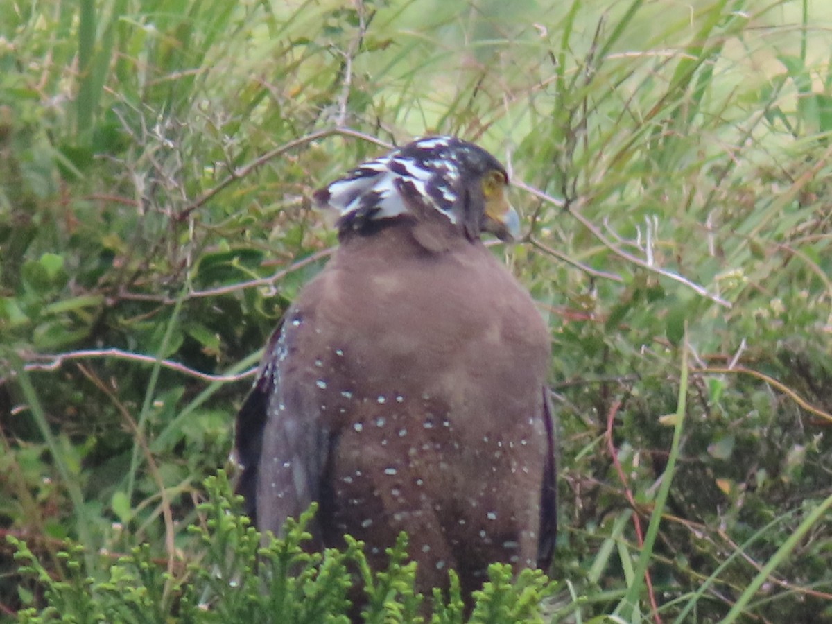 Crested Serpent-Eagle - ML641835820