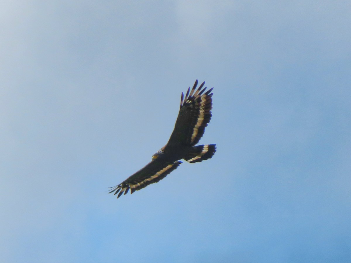 Crested Serpent-Eagle - ML641835821