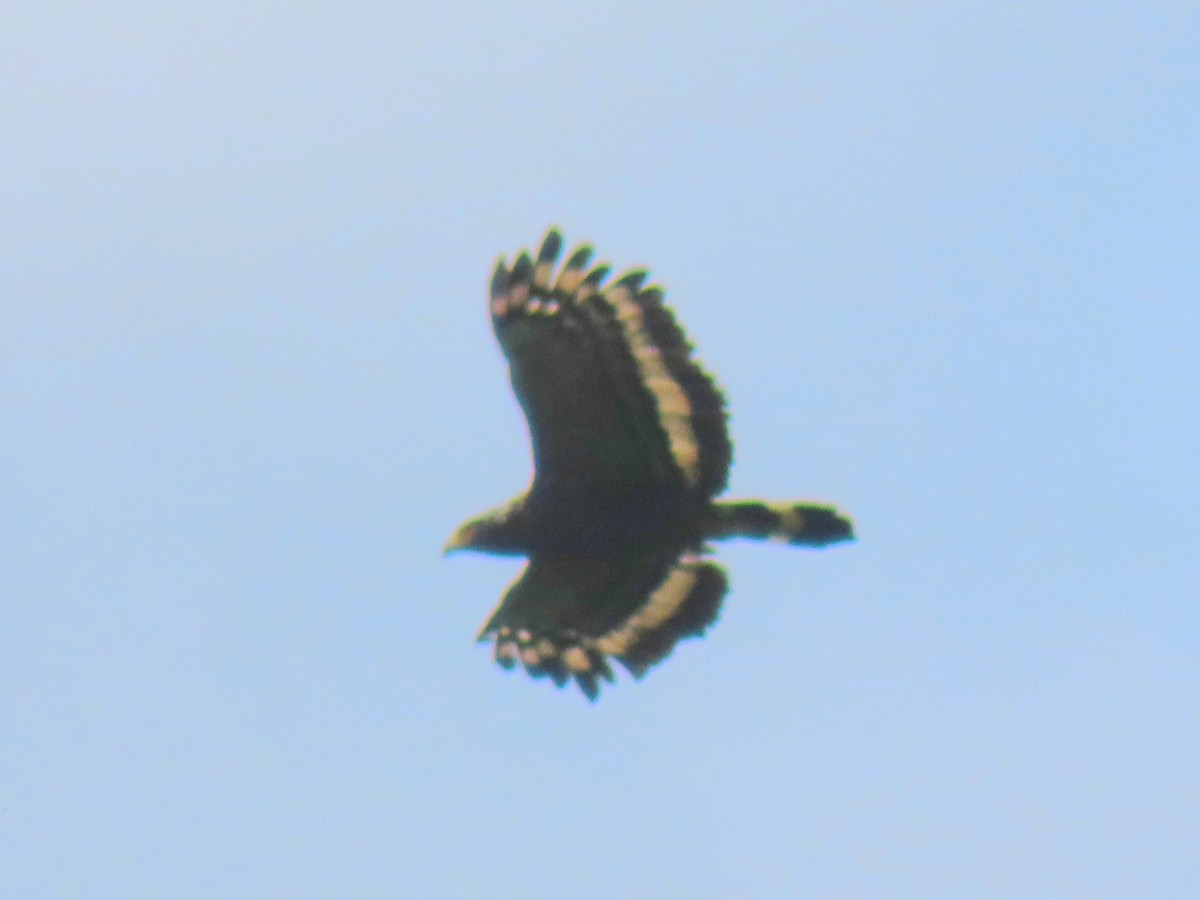 Crested Serpent-Eagle - ML641835822