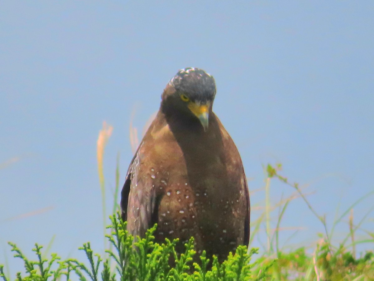 Crested Serpent-Eagle - ML641835823