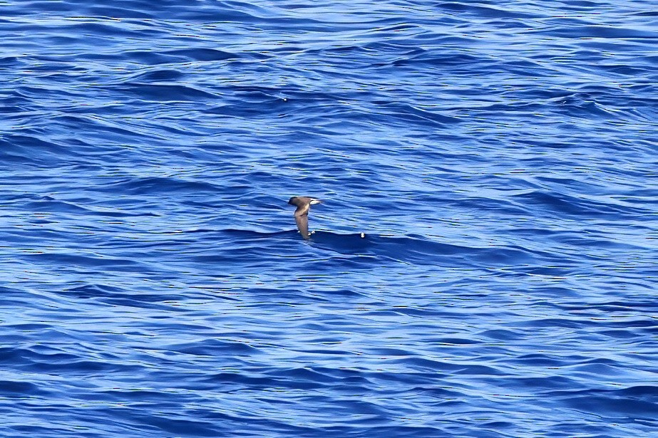 Townsend's Storm-Petrel - ML641835882