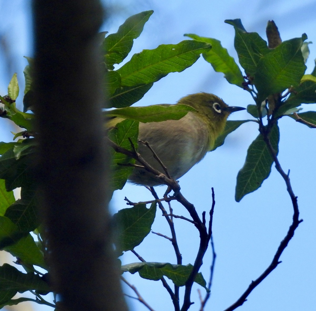 Warbling White-eye - ML641835890