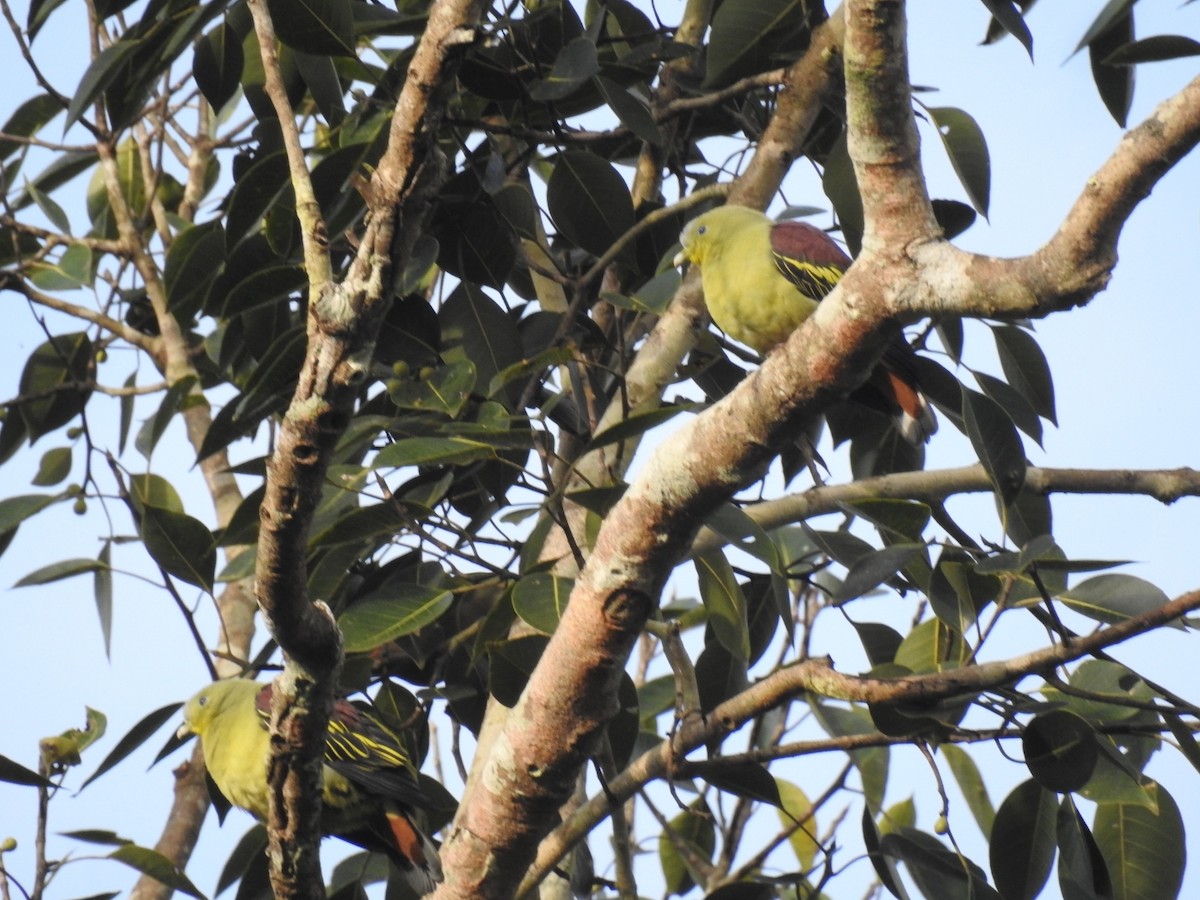 Gray-fronted Green-Pigeon - ML641835893