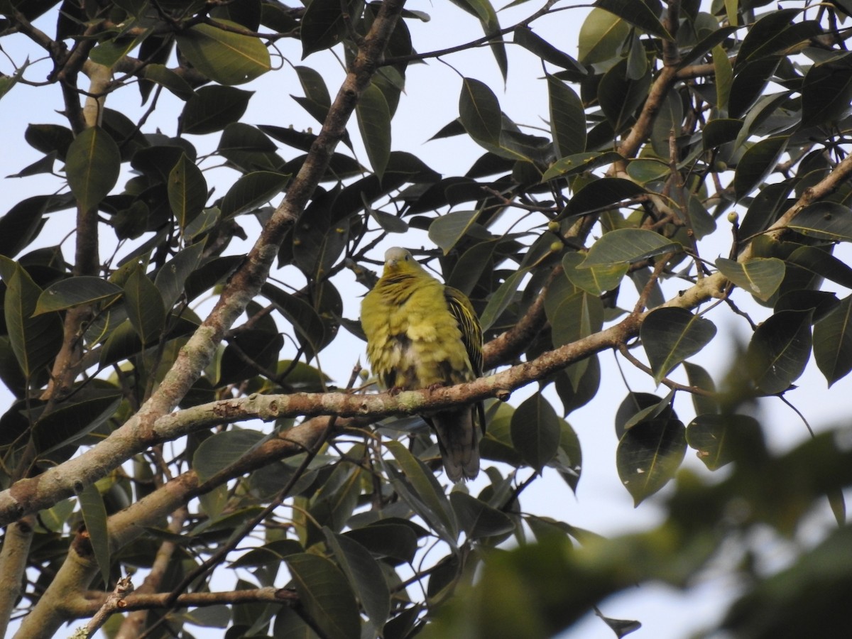 Gray-fronted Green-Pigeon - ML641835895