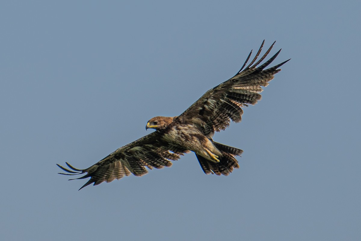 Águila India - ML641835920