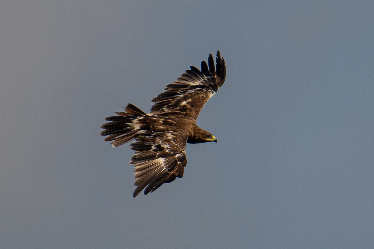 Águila India - ML641835922