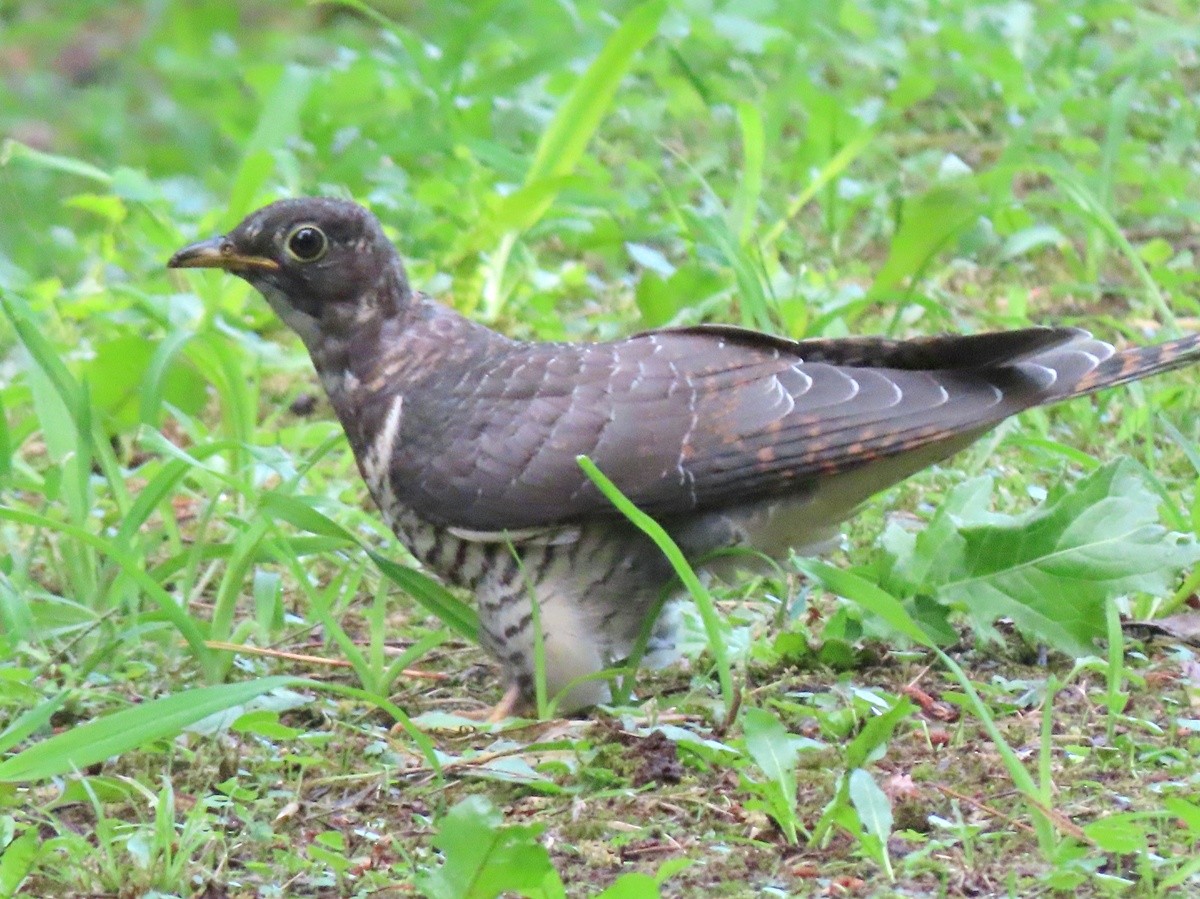 Oriental Cuckoo - ML641835930