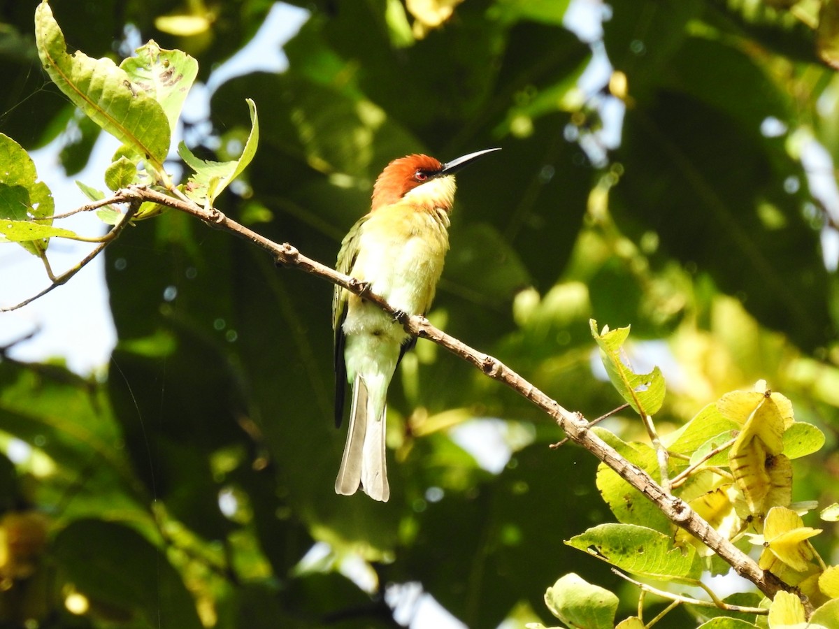 Chestnut-headed Bee-eater - ML641835933
