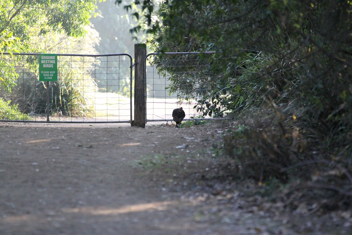 Australian Brushturkey - ML641835941