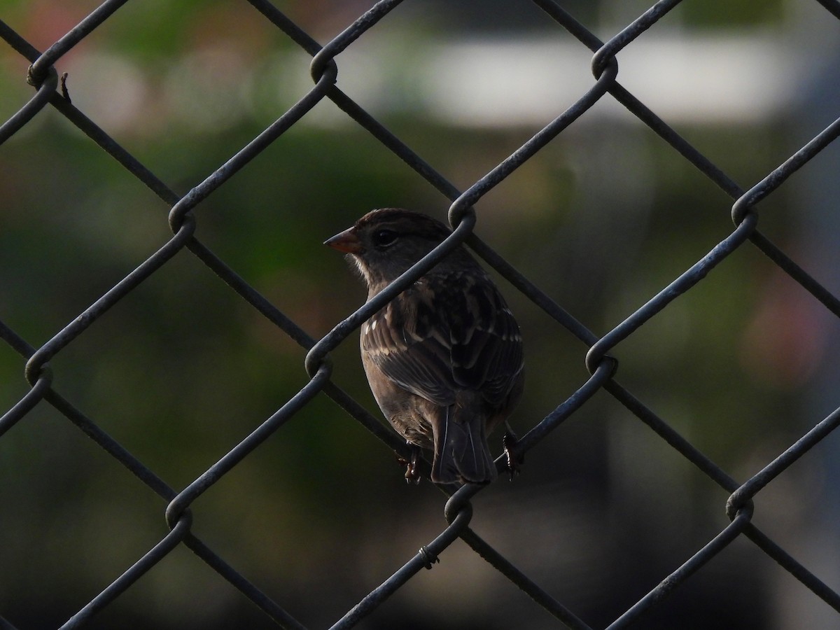White-crowned Sparrow - ML641835955