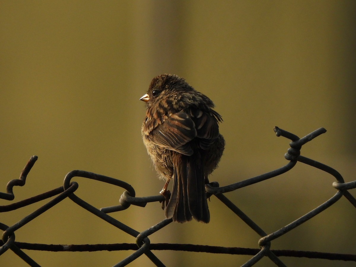 White-crowned Sparrow - ML641835956
