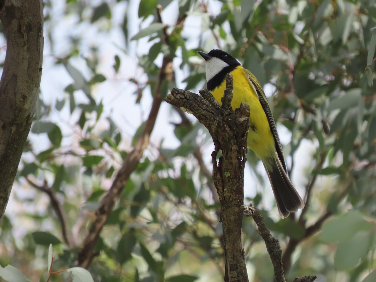 Golden Whistler (Eastern) - ML641835962