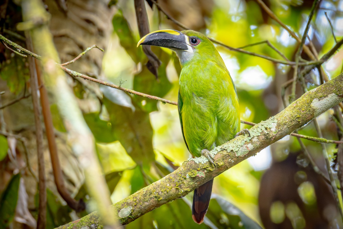 Southern Emerald-Toucanet (Santa Marta) - ML641835965