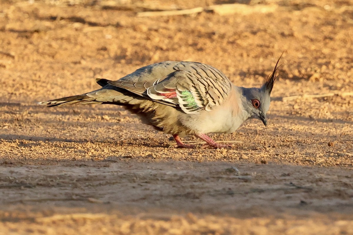 Crested Pigeon - ML641835967