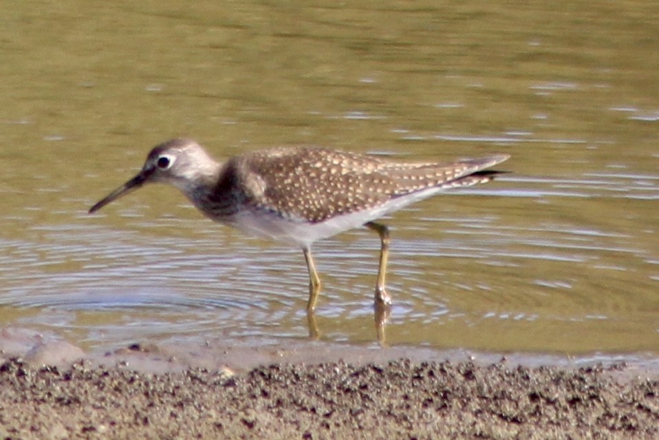 Solitary Sandpiper - ML641836002