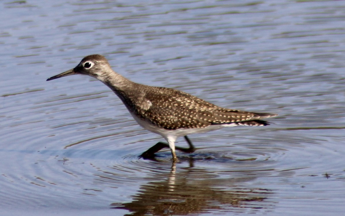 Solitary Sandpiper - ML641836003