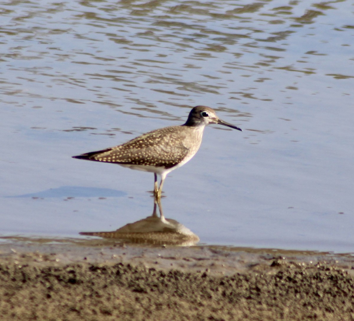 Solitary Sandpiper - ML641836004