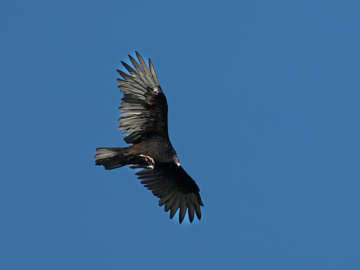 Black Vulture - ML641836017