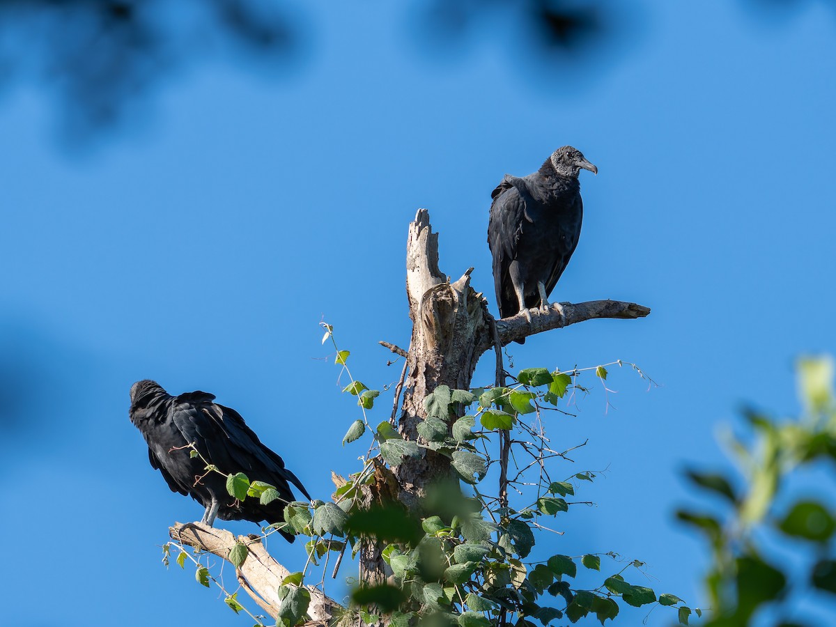Black Vulture - ML641836018