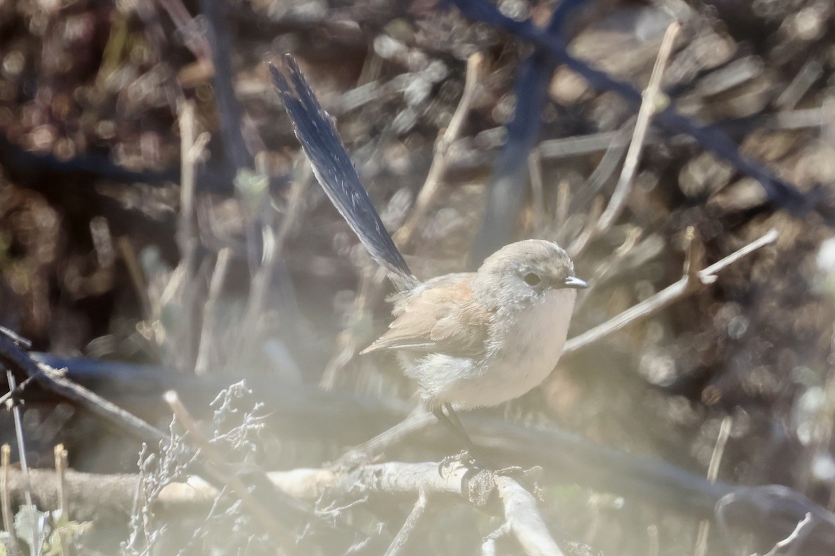 White-winged Fairywren - ML641836039
