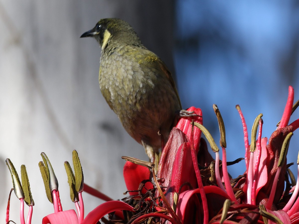 Lewin's Honeyeater - ML641836042