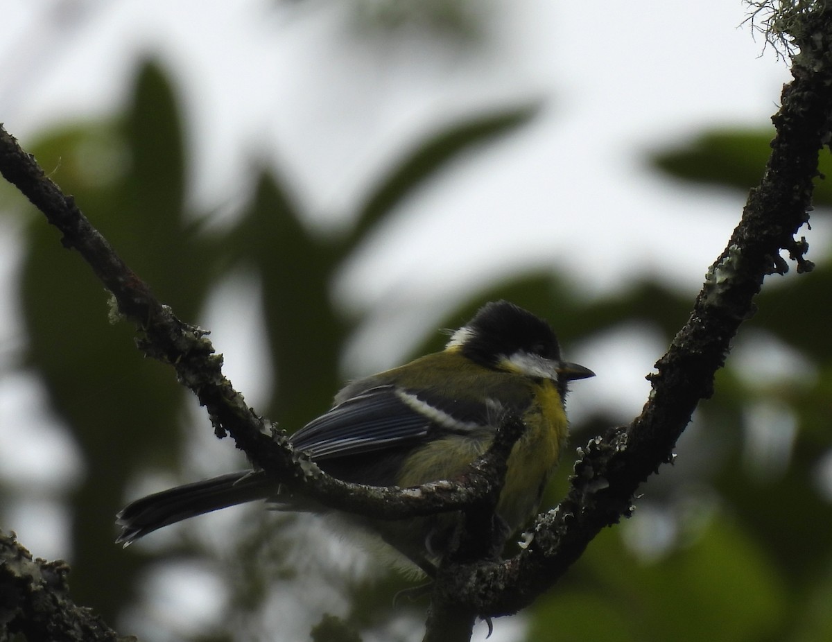 Green-backed Tit - ML641836067