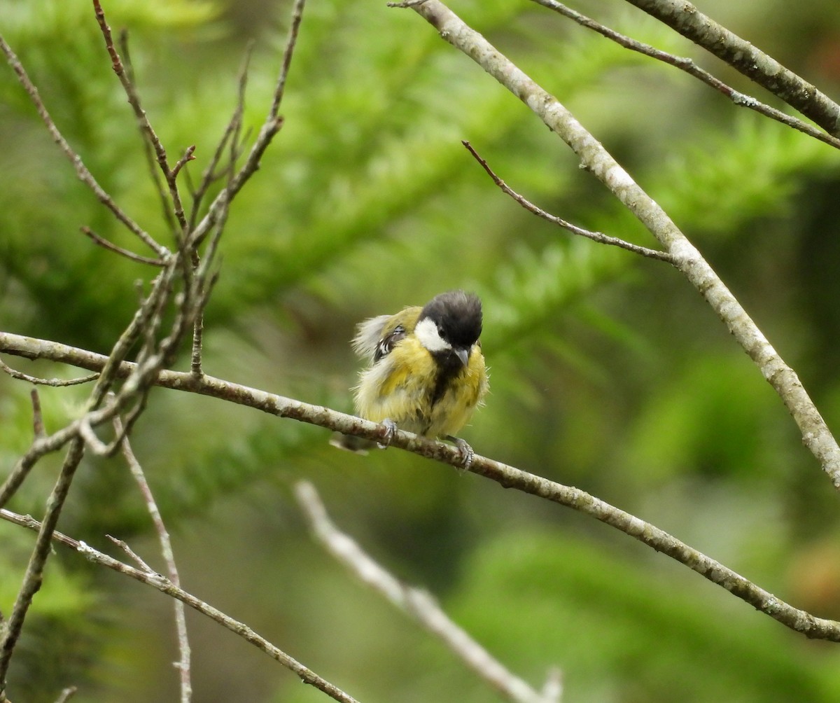 Green-backed Tit - ML641836083