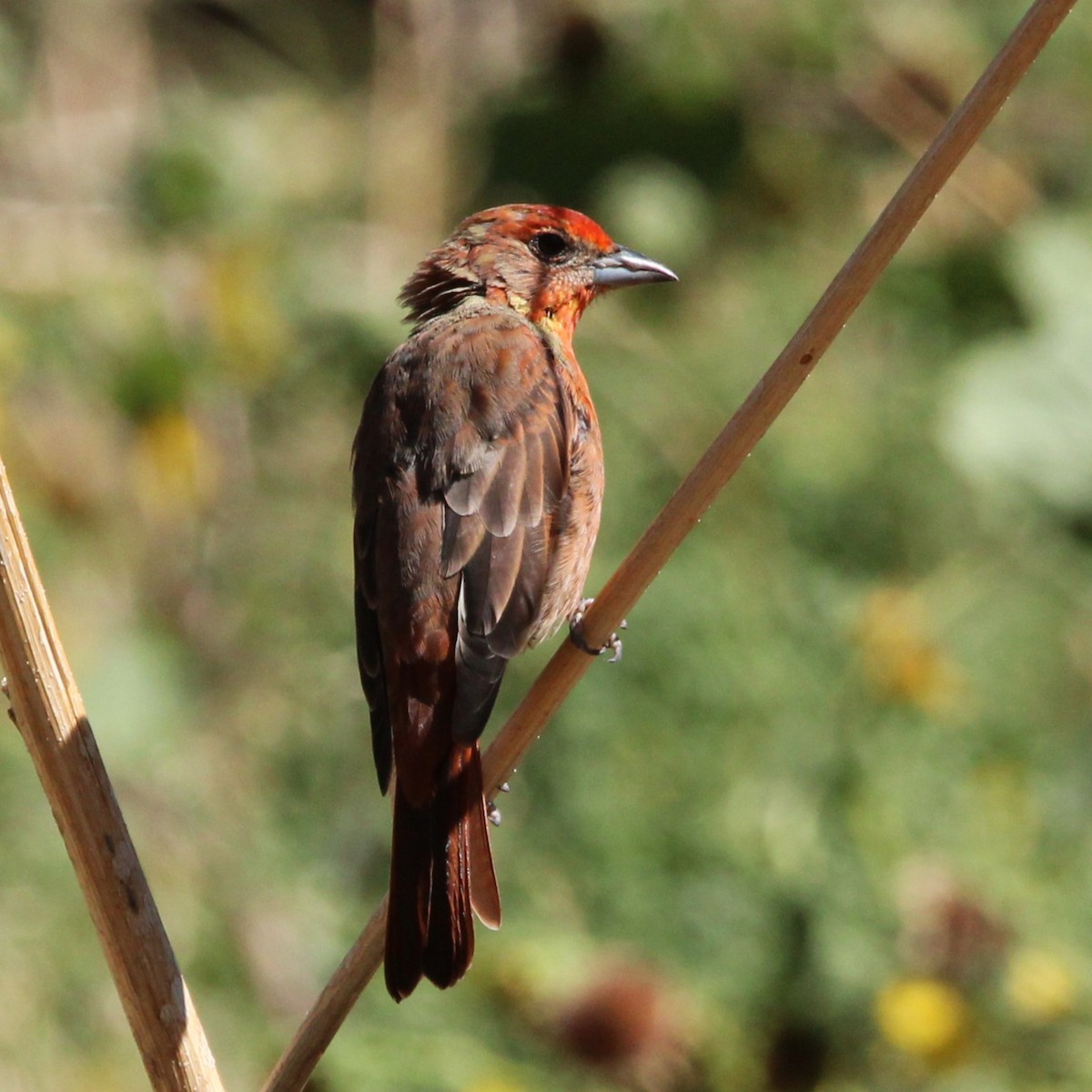 Hepatic Tanager - ML641836085