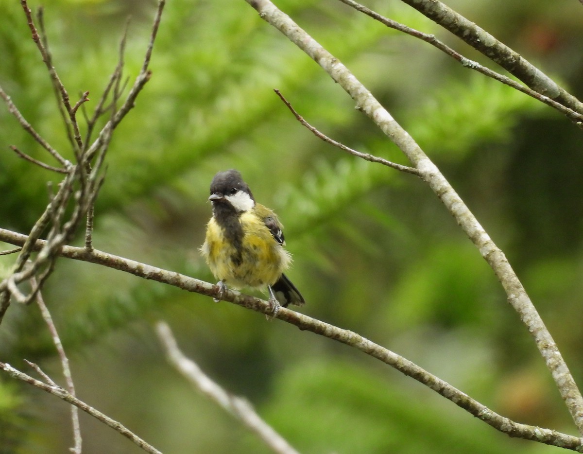Green-backed Tit - ML641836087
