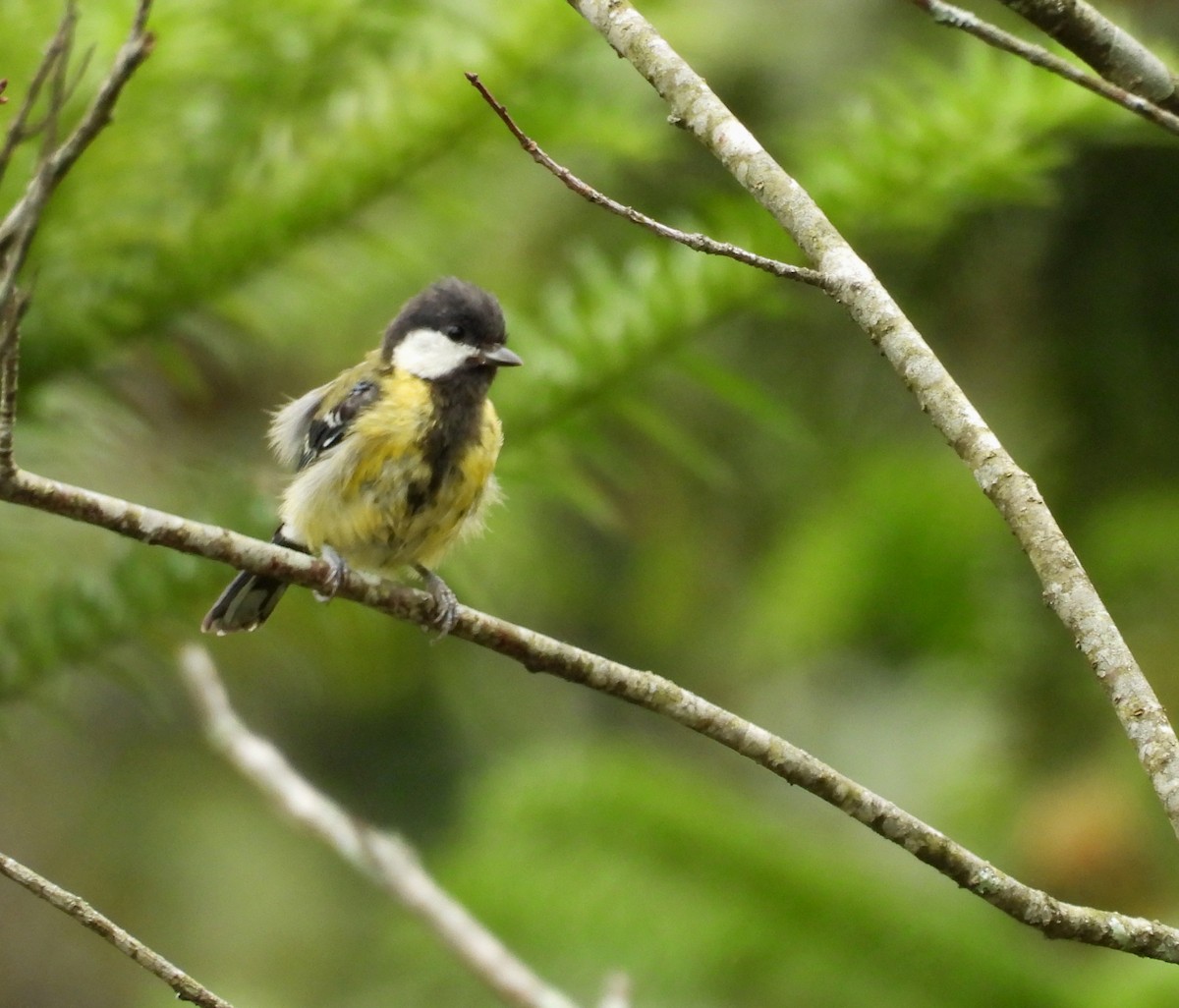 Green-backed Tit - ML641836093