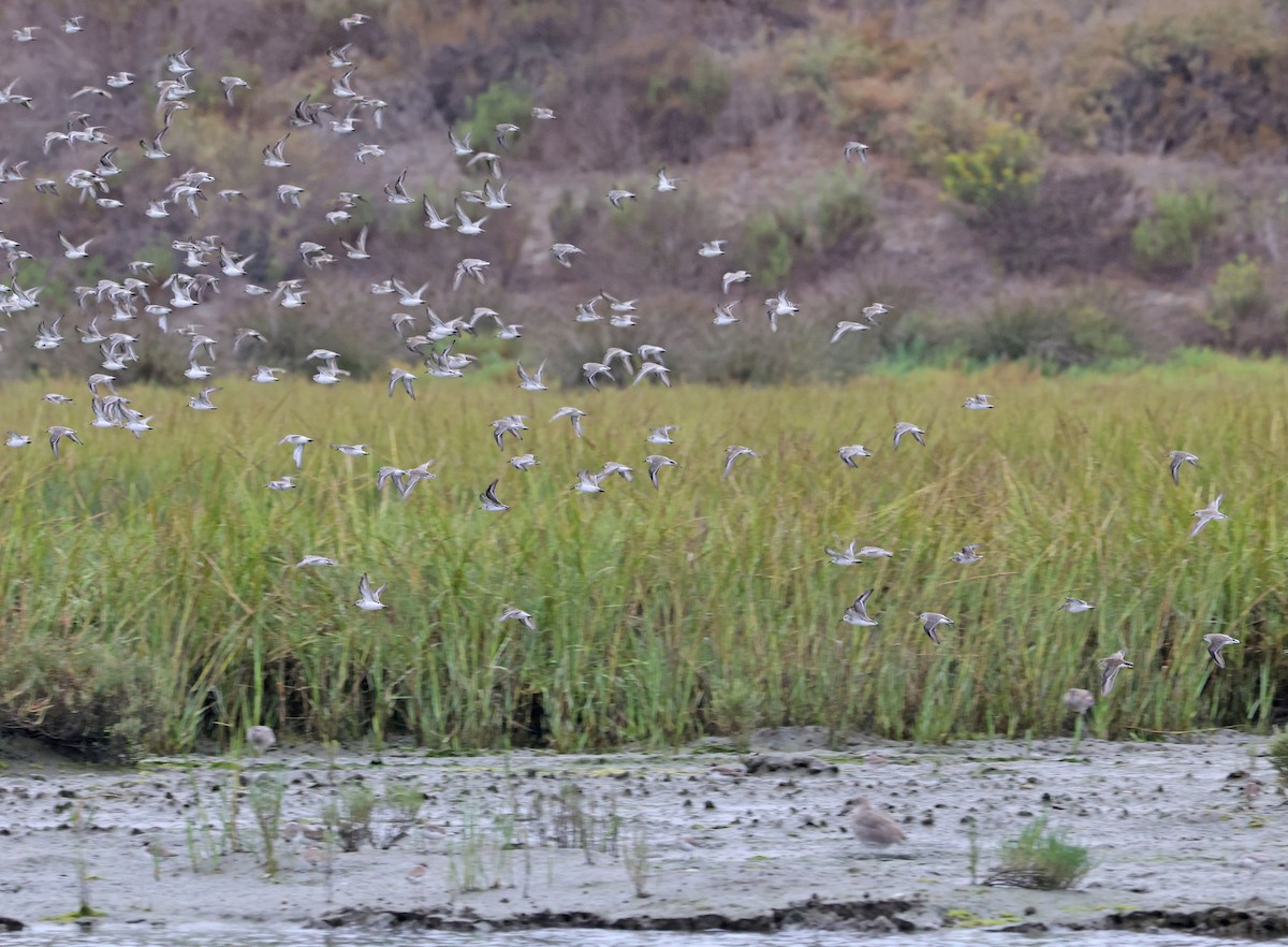 tanımsız küçük kumkuşu (Calidris sp.) - ML641836095