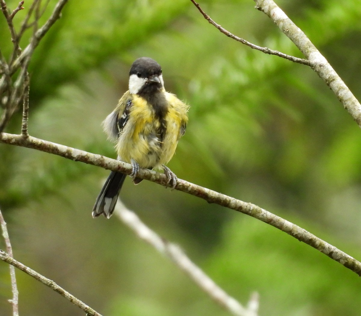Green-backed Tit - ML641836097