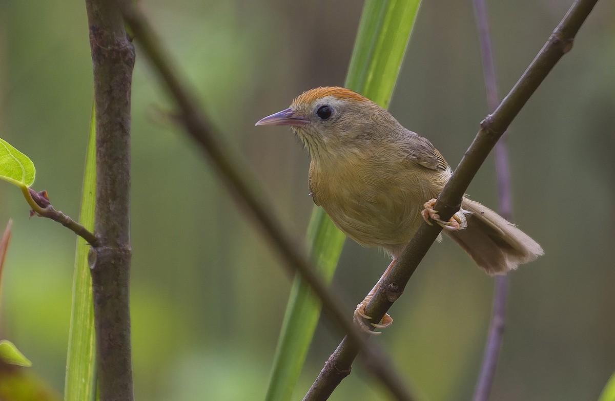 Rufous-fronted Babbler (Buff-chested) - ML641836103