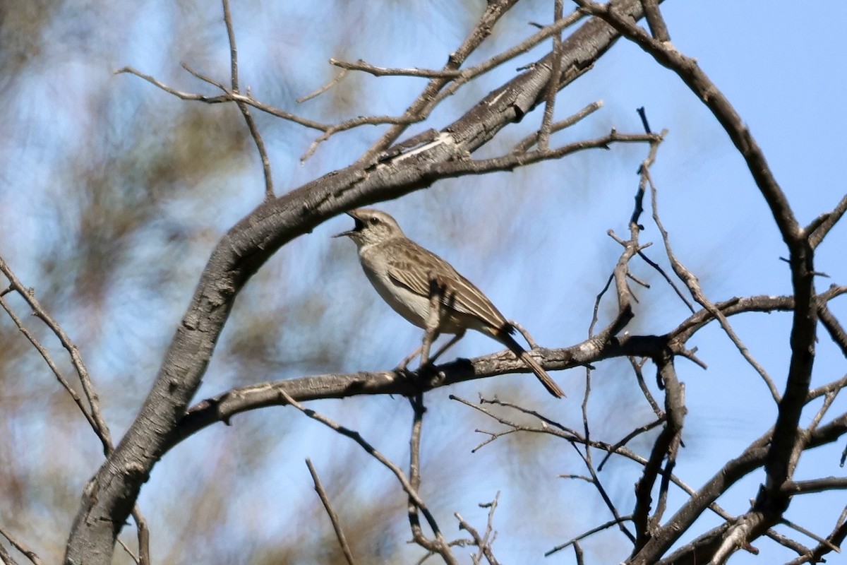 Rufous Songlark - ML641836105
