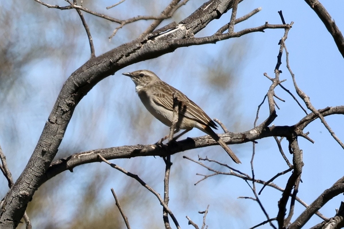 Rufous Songlark - ML641836106
