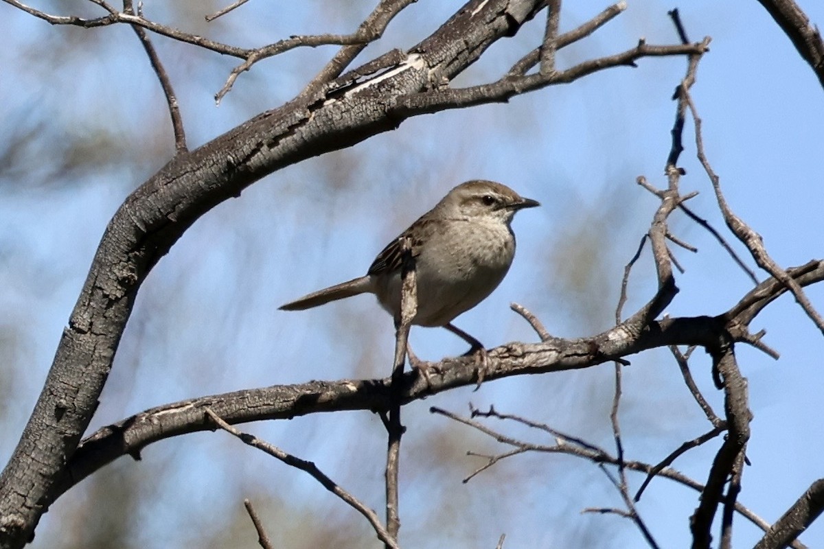 Rufous Songlark - ML641836107