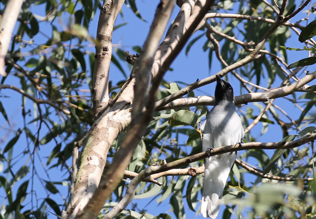 Black-faced Cuckooshrike - ML641836121