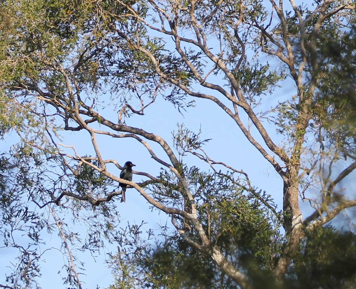 Spangled Drongo - ML641836143
